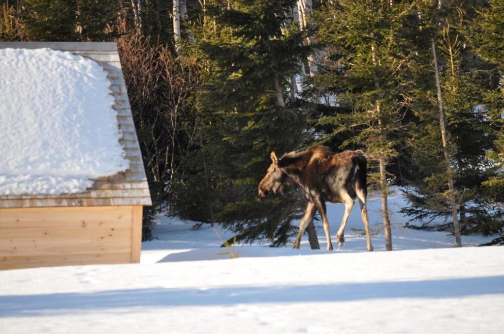 The Zzzzmoose Hotel Birch Plain Exterior photo